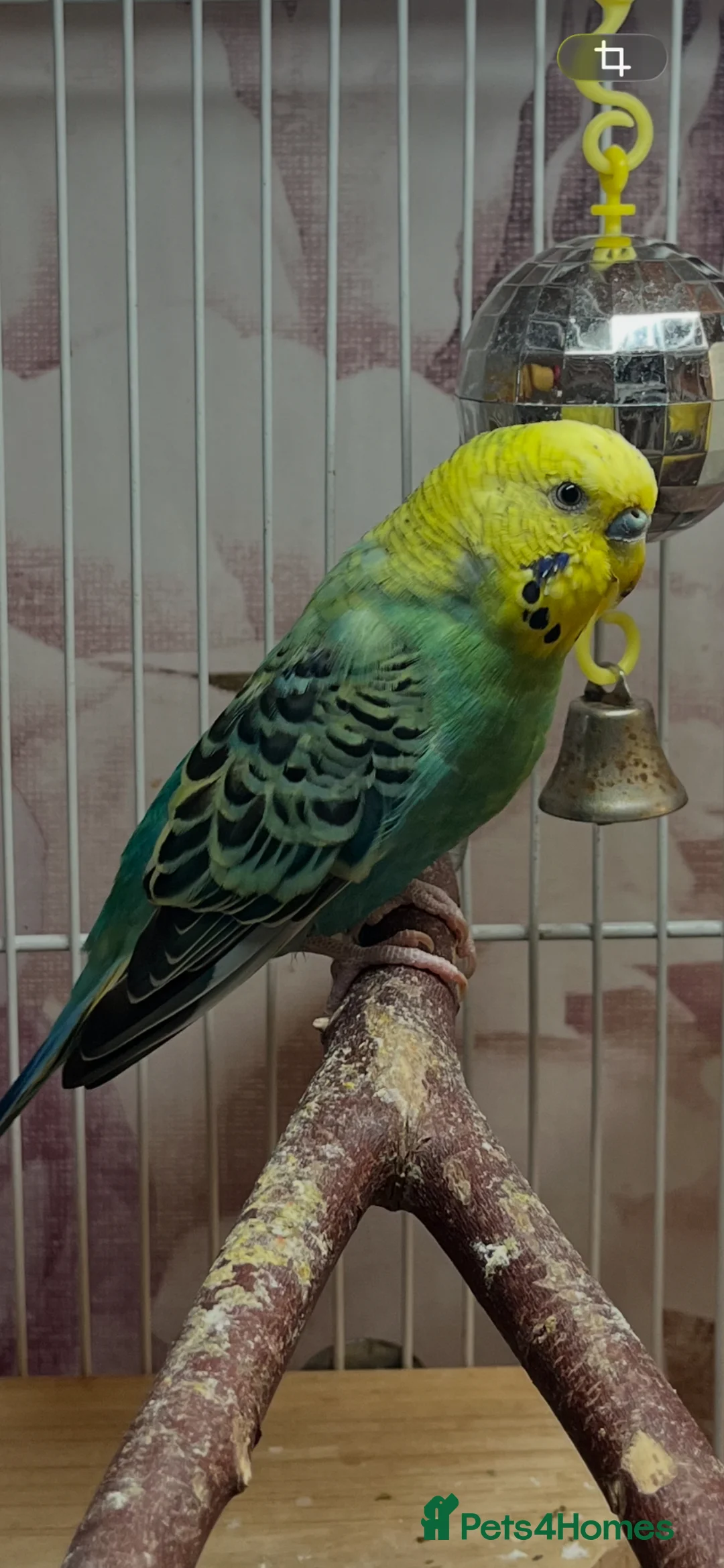 Budgerigars birds for sale: Two beautiful budgies with cage in Widnes - Advert 3