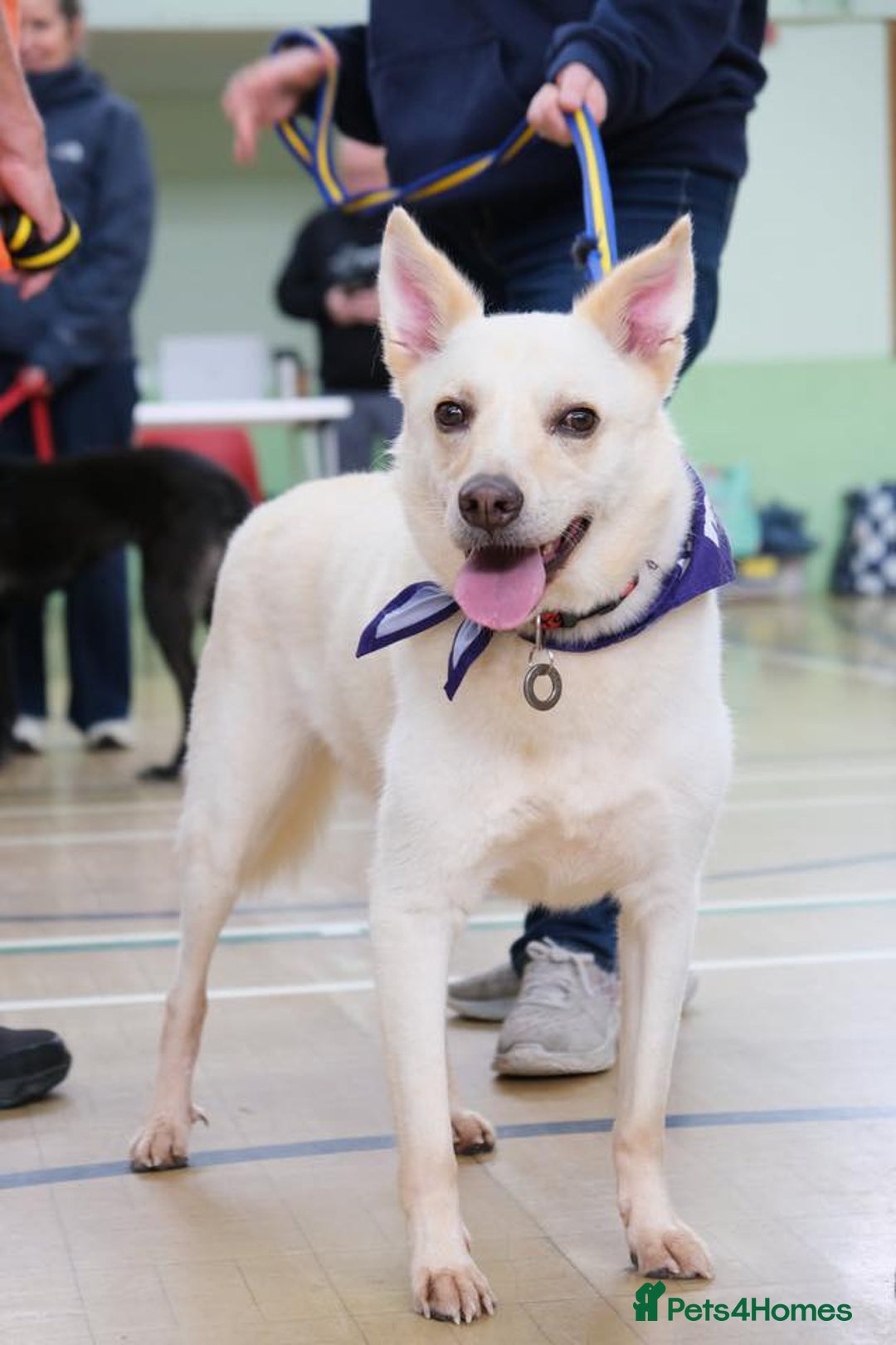 Mixed Breed dogs for adoption: Buddy - Norwich Norfolk  - Image 3