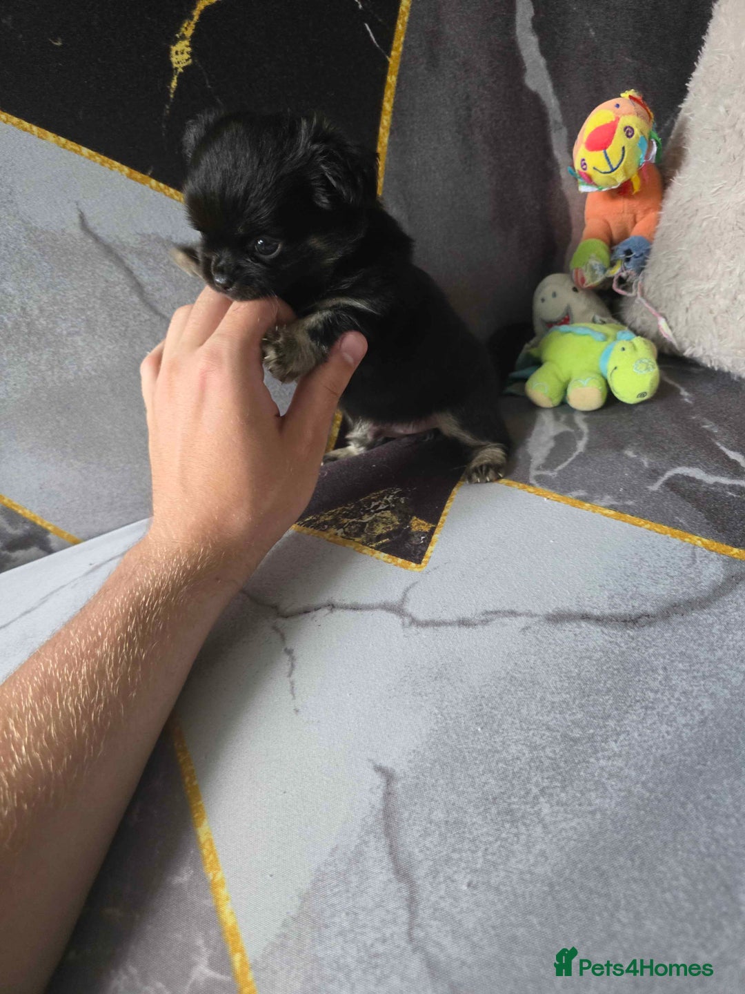 Chihuahua dogs for sale: 3 Adorable little princes chihuahua puppies - Image 15