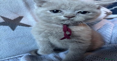 British Shorthair cats - Advert 12