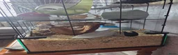 Mouse rodents for sale: 2 boy mice  - Advert 4