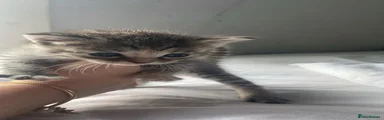 Tabby female