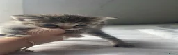 Mixed Breed cats for sale: Beautiful kittens - Advert 3