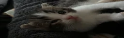 Mixed Breed cats for sale: Beautiful & Bonnie Boys & Mumma - Advert 16