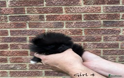 Pomeranian dogs for sale: 🐾Stunning 🐶Extra Small🐻 Teddy Face🔥 - Image 15