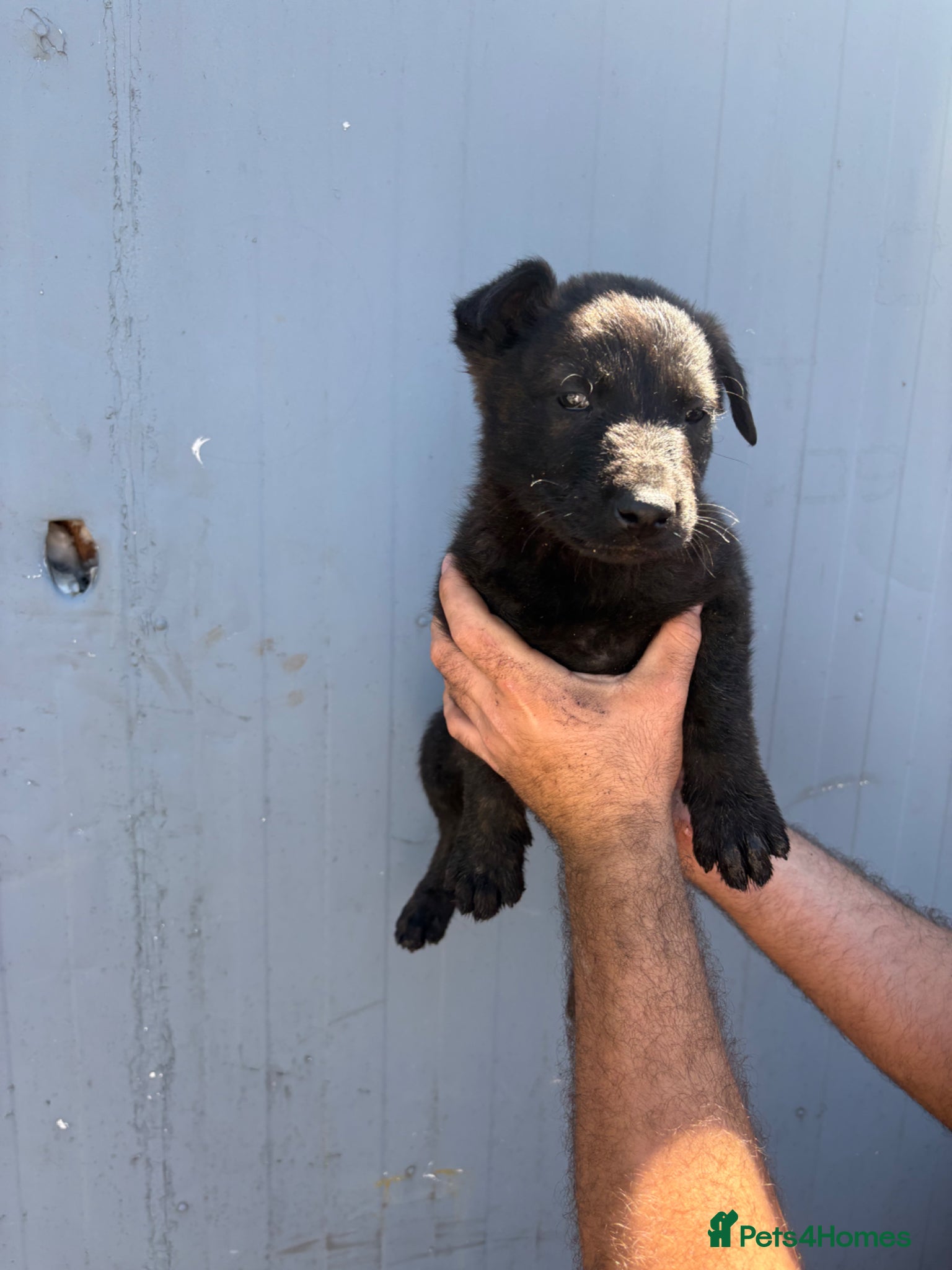 Belgian Shepherd Dog dogs Chunky WORKING LINE BELGIAN MALINOIS PUPPYS - Advert 2