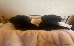 Mixed Breed dogs for sale: Hungarian puli cross miniature poodle puppies - Image 10
