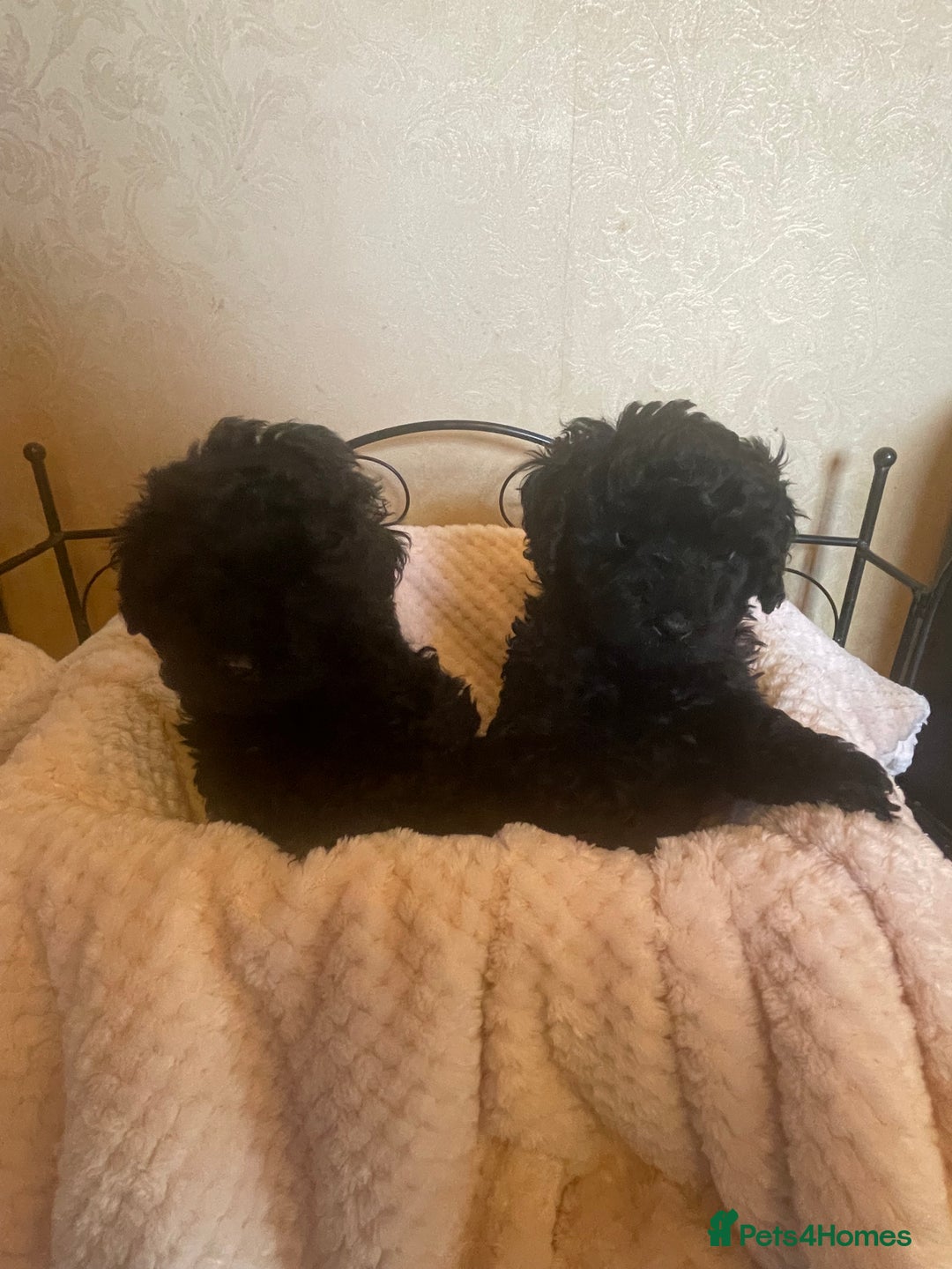 Mixed Breed dogs for sale: Hungarian puli cross miniature poodle puppies - Image 10