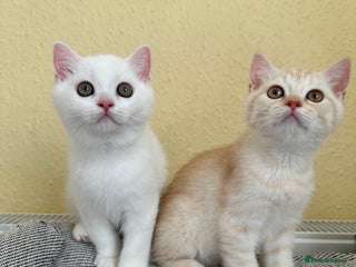 British Shorthair cats - Advert 24