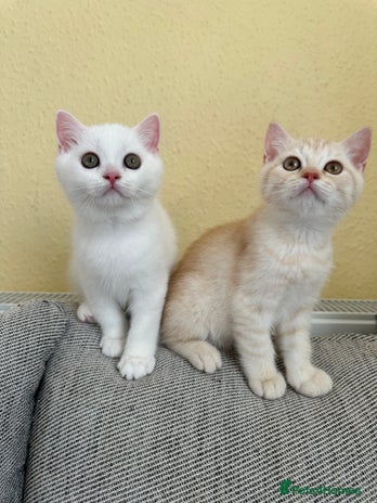 British Shorthair cats - Advert 6