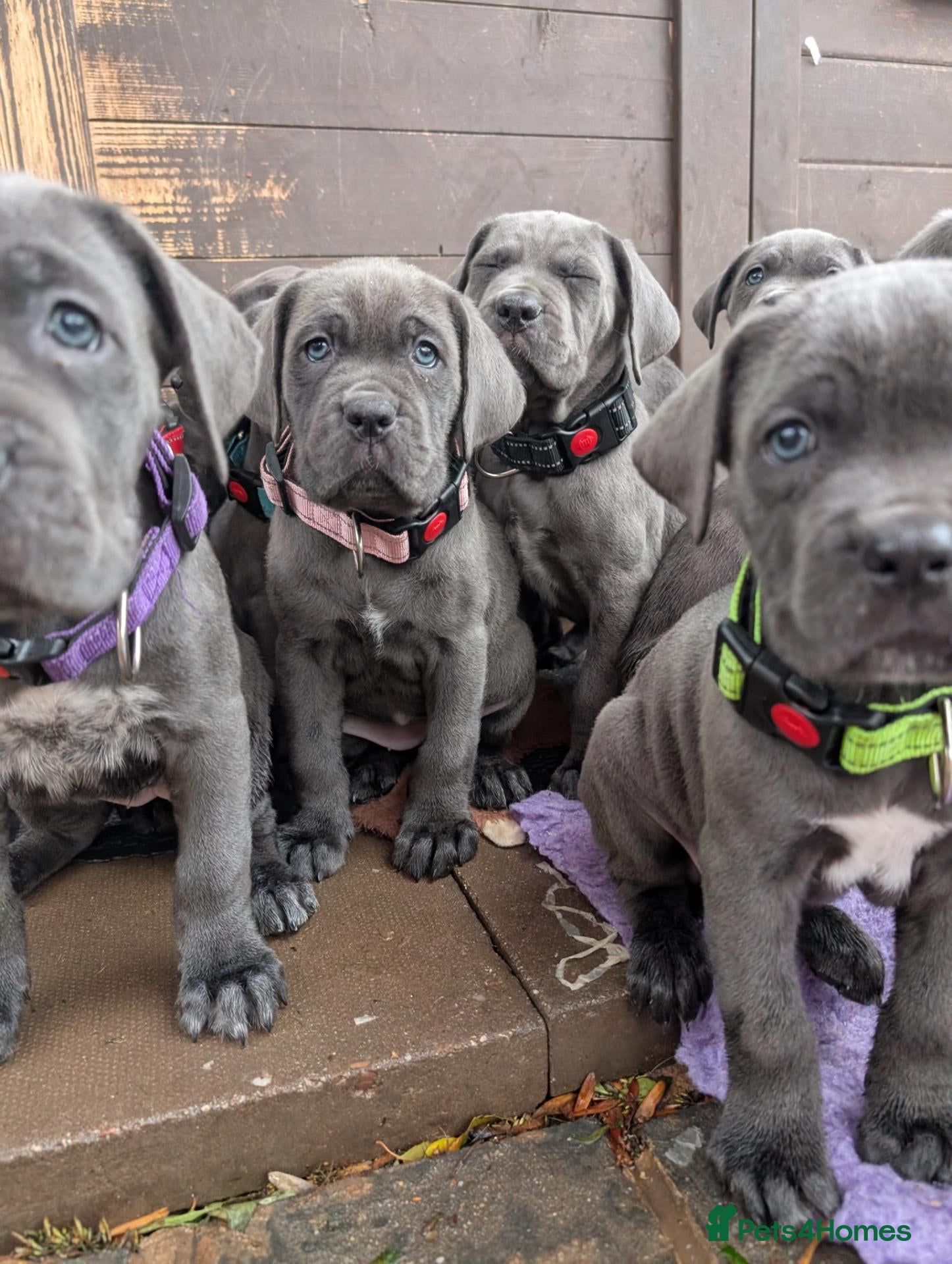 Cane Corso dogs for sale: Blue cane corso puppies  - Advert 5
