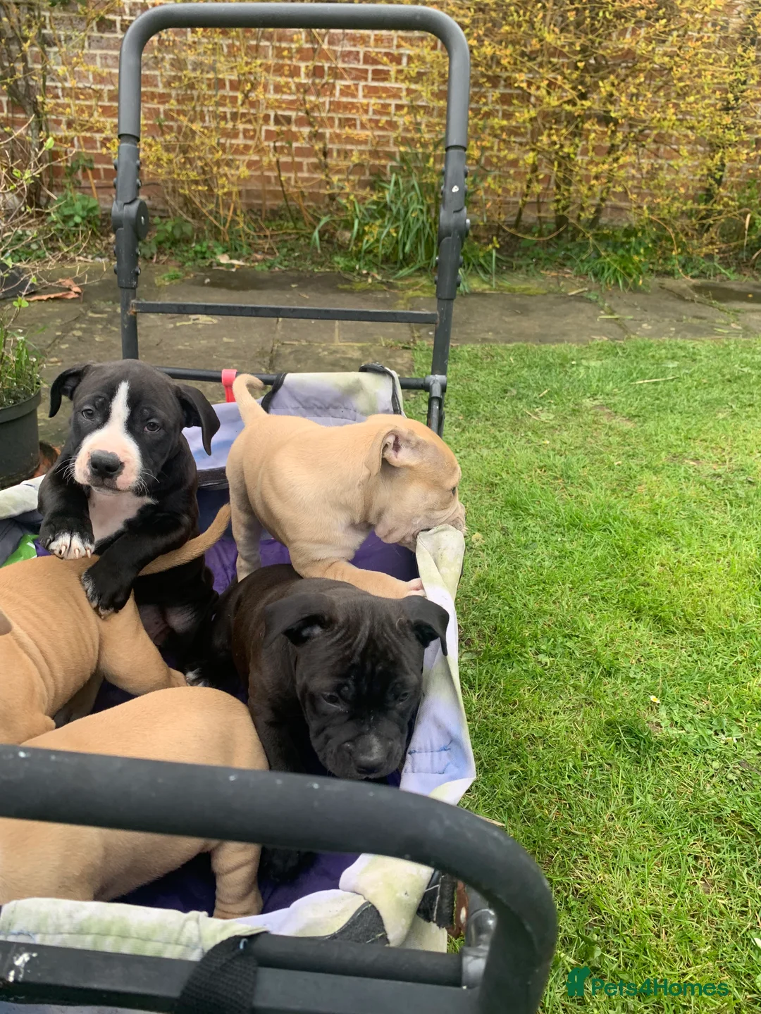 Mixed Breed dogs for sale:  Staffy mastiff x bulldog bully puppies 2 left - Advert 2