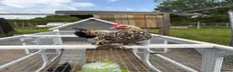 Mixed Breed poultry for sale: Selling Collection - Turkeys, Chickens and Quail - Advert 13