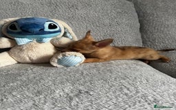 Mixed Breed dogs for sale: Chihuahua x  - Image 21