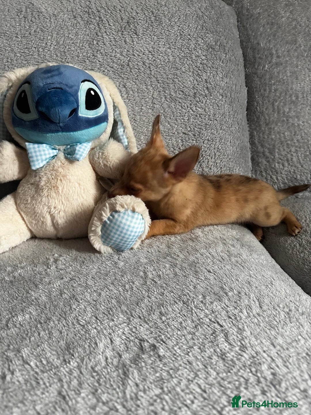 Mixed Breed dogs for sale: Chihuahua x  - Image 21