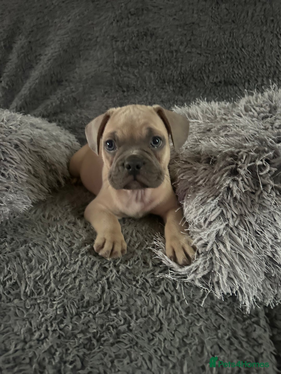 Mixed Breed dogs for sale: American bulldog X French bulldog last 3 left  - Image 3
