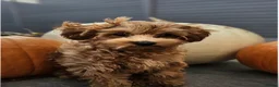 Cavapoo dogs for sale: 2 male puppies for their forever homes - Advert 3