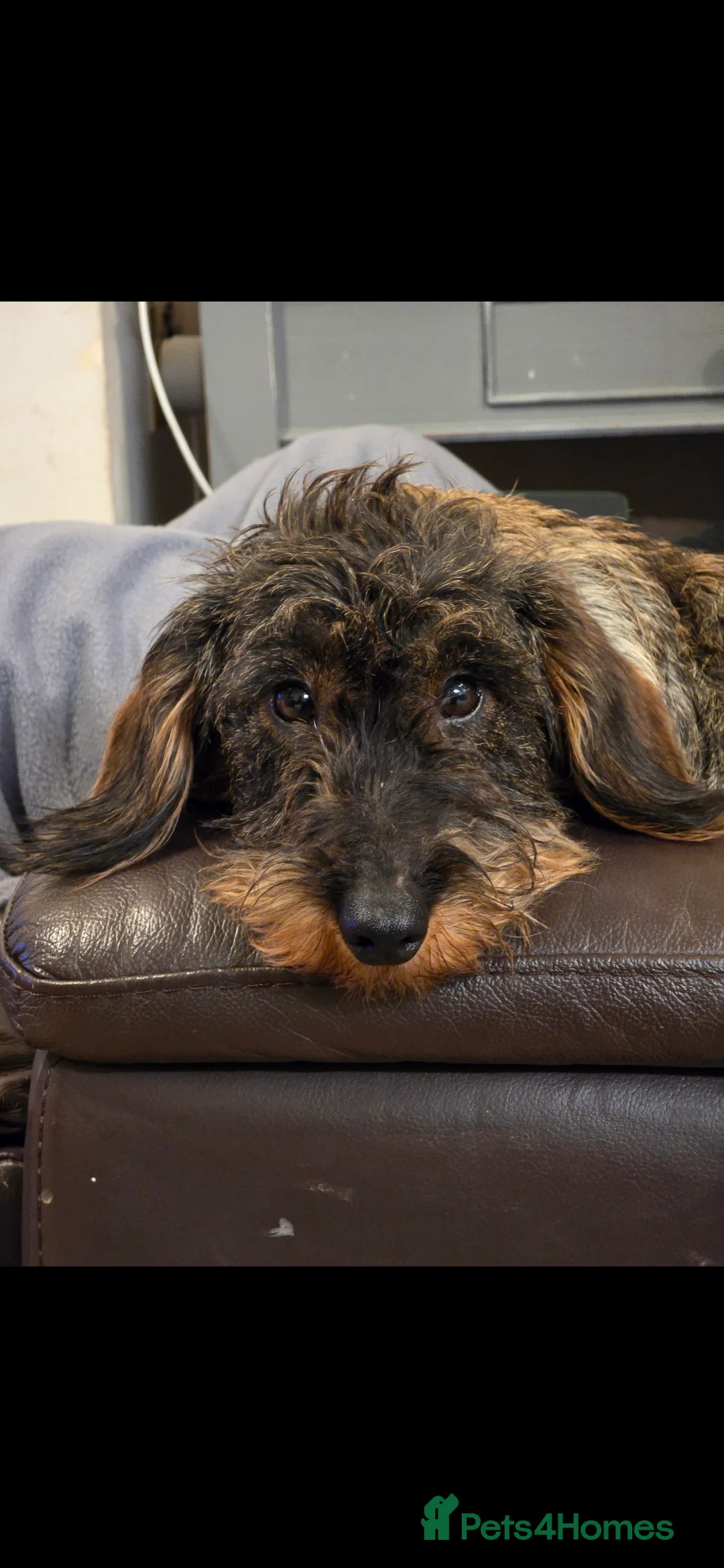 Dachshund dogs for sale: Last remaining boy Boris  - Advert 4