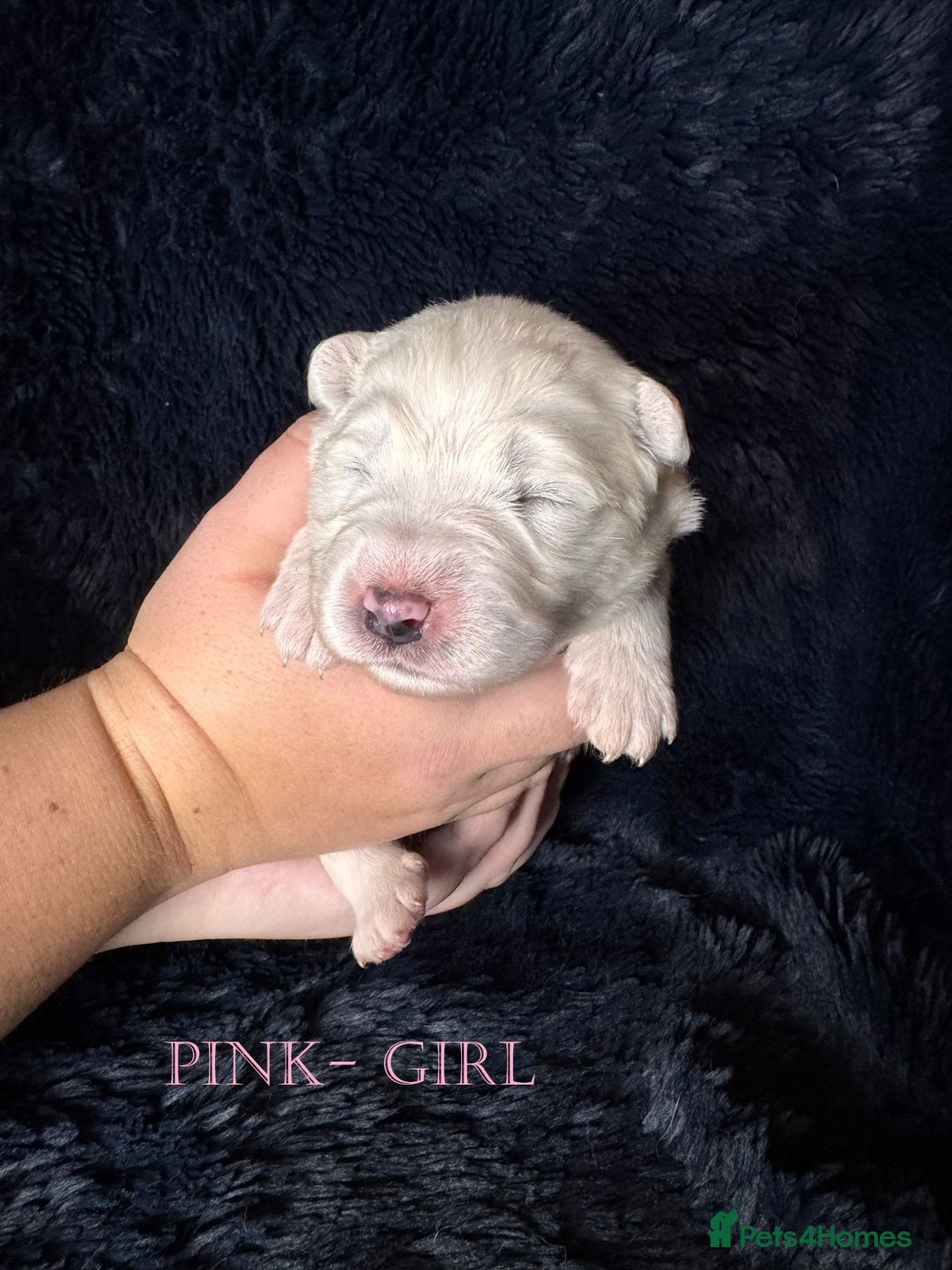 Samoyed dogs for sale: 🌟 Exceptional KC bear-faced Samoyed pups 🌟 - Advert 18