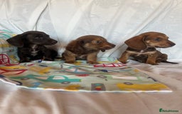 Miniature Dachshund dogs for sale: Miniature dachshund **updated  - Image 7