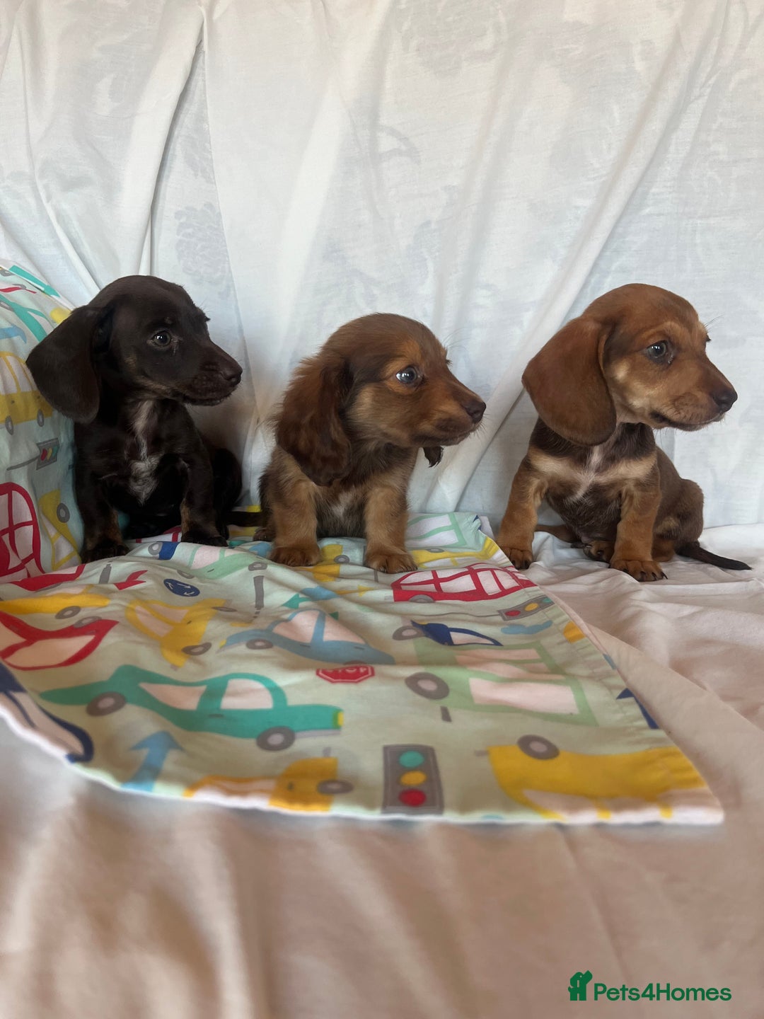 Miniature Dachshund dogs for sale: Miniature dachshund **updated  - Image 7
