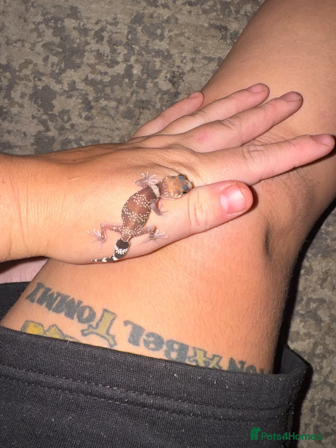 Gecko reptiles for sale: Australian Barking Gecko - Advert 3