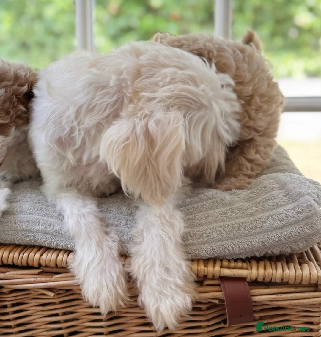 Mixed Breed dogs for sale: Shichon-poo Teddy bear - Advert 5