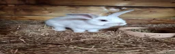 Mini Lop rabbits for sale: 6x Pure breed mini lop baby rabbits - Advert 23