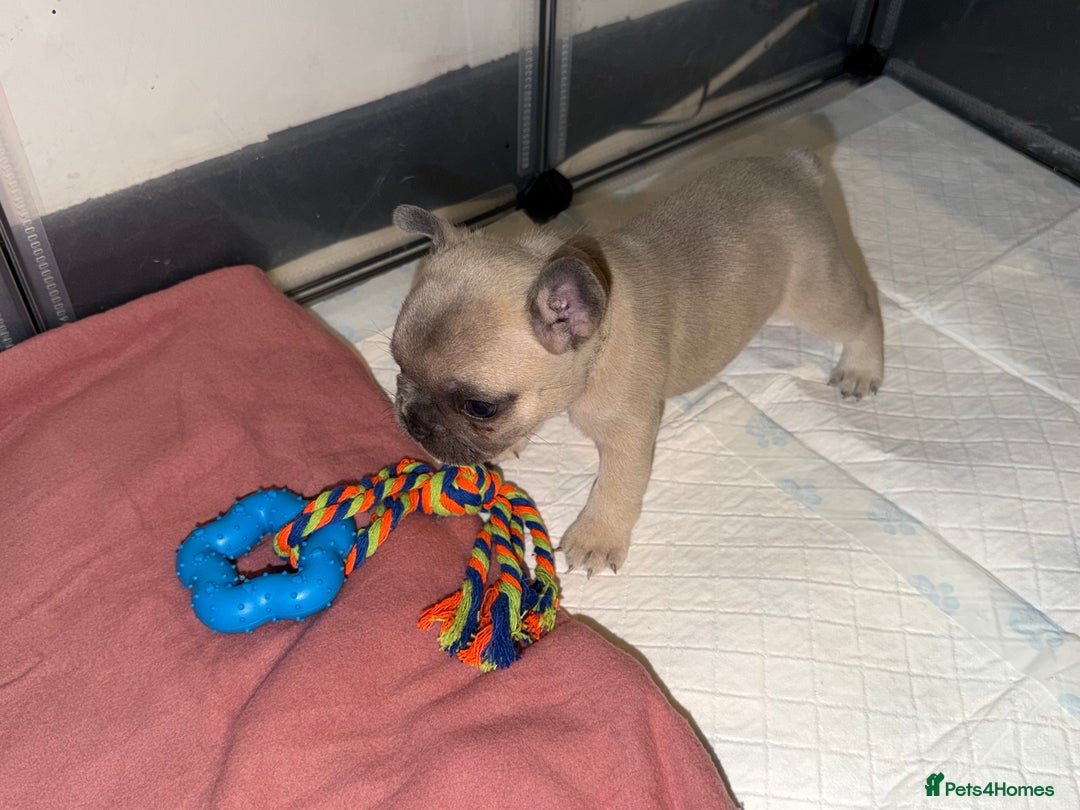 French Bulldog dogs for sale: French bulldog puppies  - Advert 31