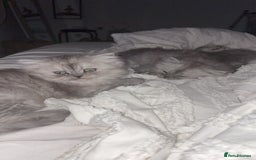 Persian cats for sale: Purrrfect Persians 😻😻😻 - Image 9