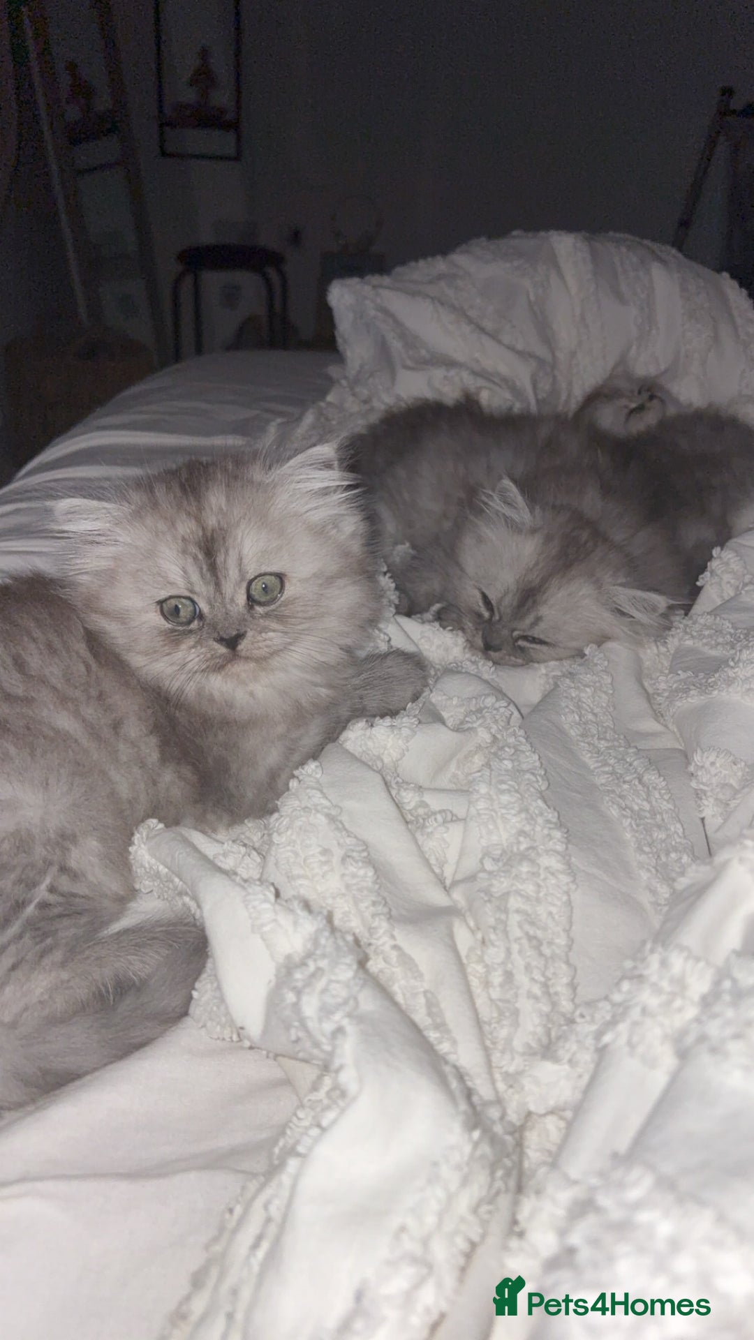 Persian cats for sale: Purrrfect Persians 😻😻😻 - Image 9