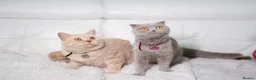 Scottish Fold cats for sale: Scottish fold/British short hair females  in Birmingham - Advert 5