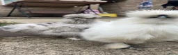 Mixed Breed birds for sale: 3 silkie x pekins 2females one male  in Dewsbury - Advert 3