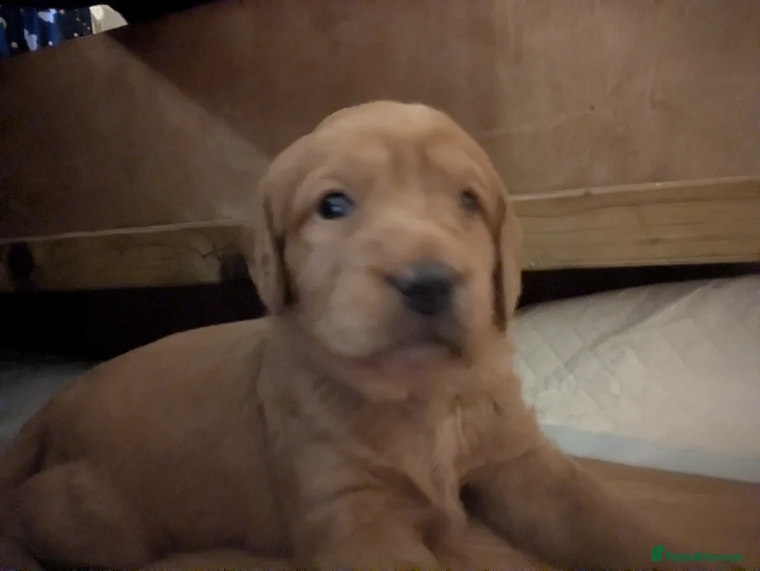 Labradoodle dogs for sale: F1 Miniature Labradoodles  - Advert 6