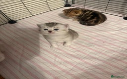 British Shorthair cats for sale: 🥰Beautiful kittens with rare colouring🥰 - Image 14