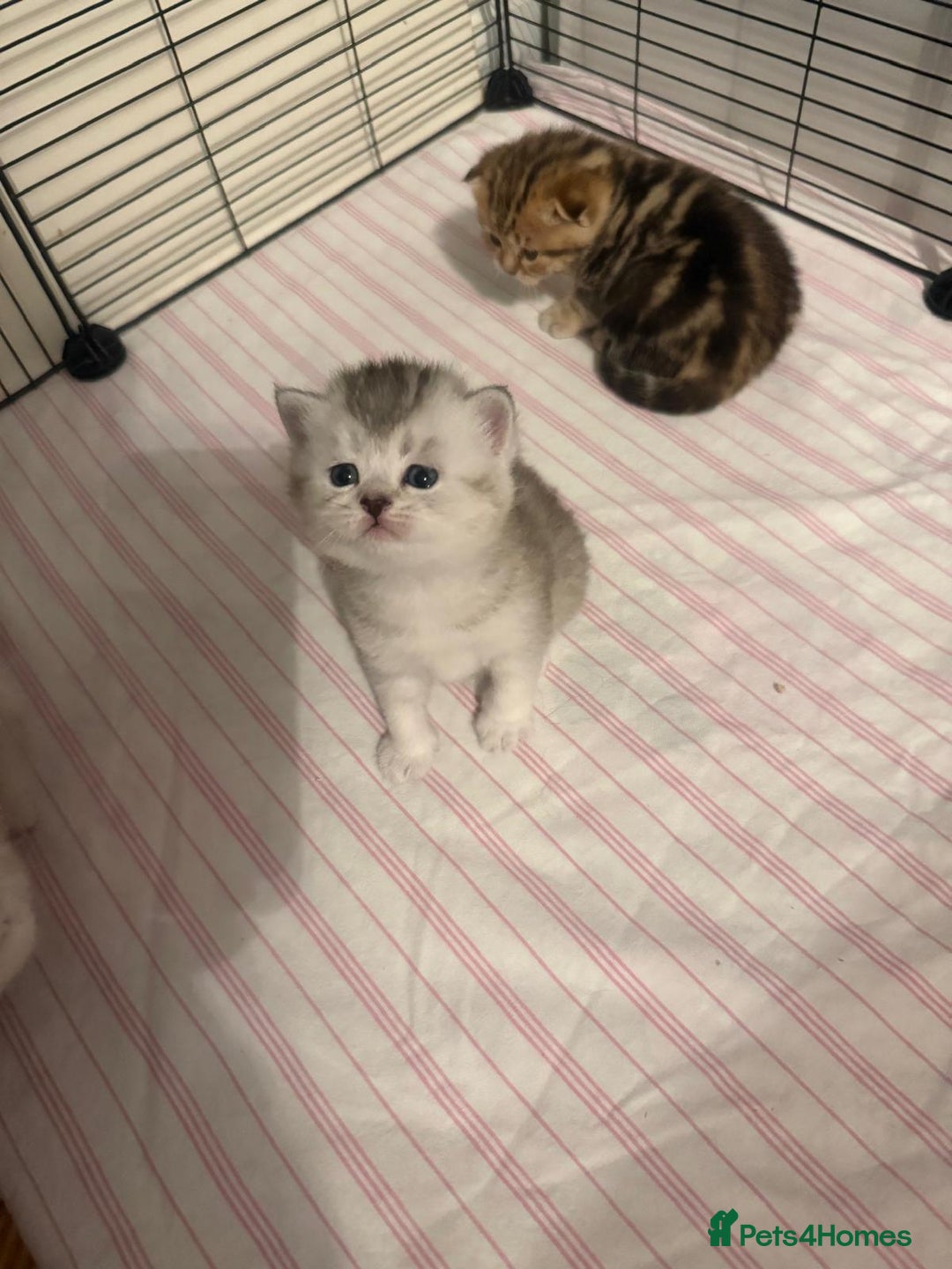 British Shorthair cats for sale: 🥰Beautiful kittens with rare colouring🥰 - Image 14
