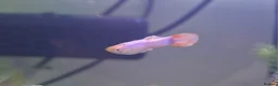 Bettas fish for sale: guppies mix - Advert 5