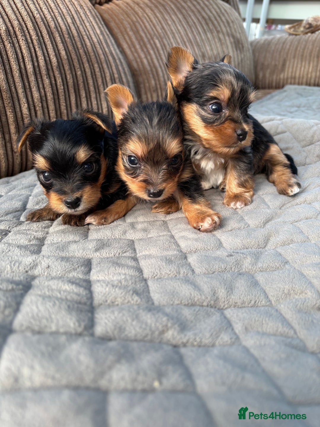 Yorkshire Terrier dogs for sale:  Merle Yorkshire terrier puppies  - Image 28