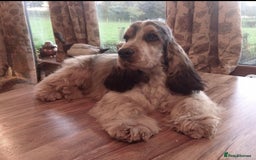 Cocker Spaniel dogs for sale: KC show type cocker spaniels  - Image 4