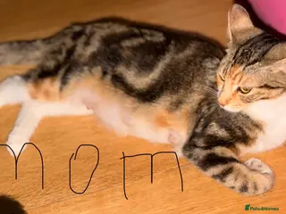 Mixed Breed cats Kittens - Advert 1