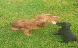 Cocker Spaniel dogs for sale: Black working cocker bitch pup - Image 5