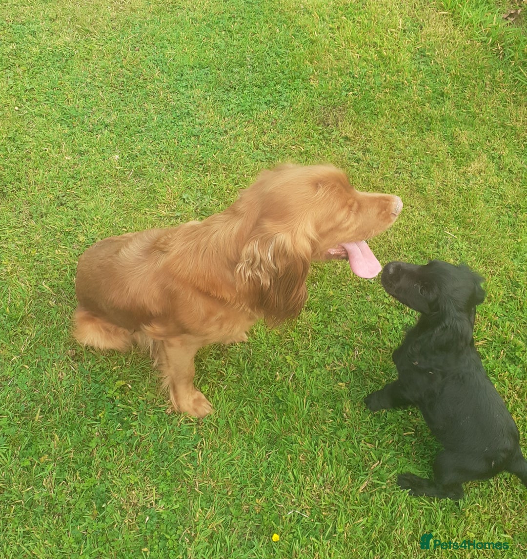 Cocker Spaniel dogs for sale: Black working cocker bitch pup - Image 5