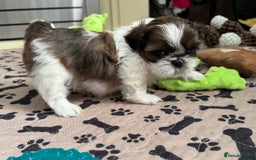 Shih Tzu dogs for sale: Three Beautiful male Shih tzu puppies  - Image 4