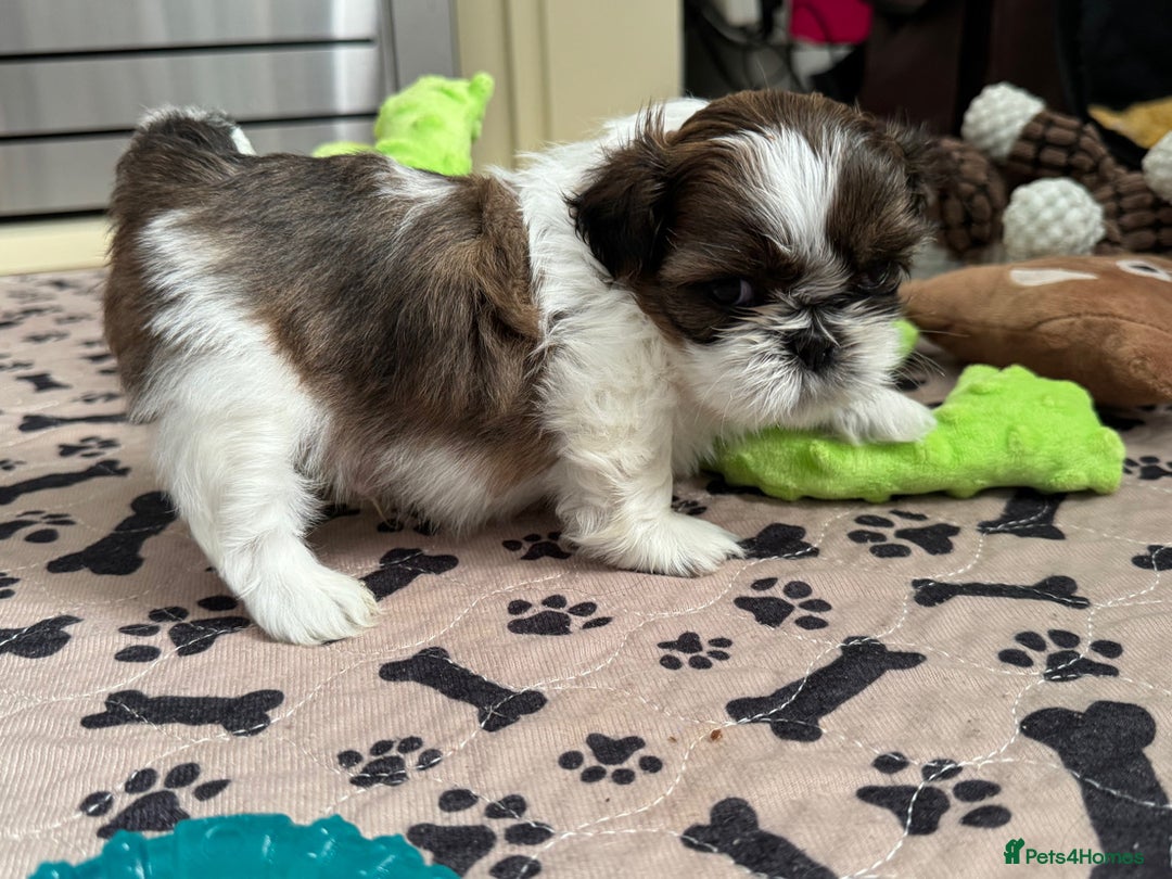 Shih Tzu dogs for sale: Three Beautiful male Shih tzu puppies  - Image 4