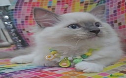 Ragdoll cats for sale: Ragdollkittens health tested gccf/tica parents  - Image 6