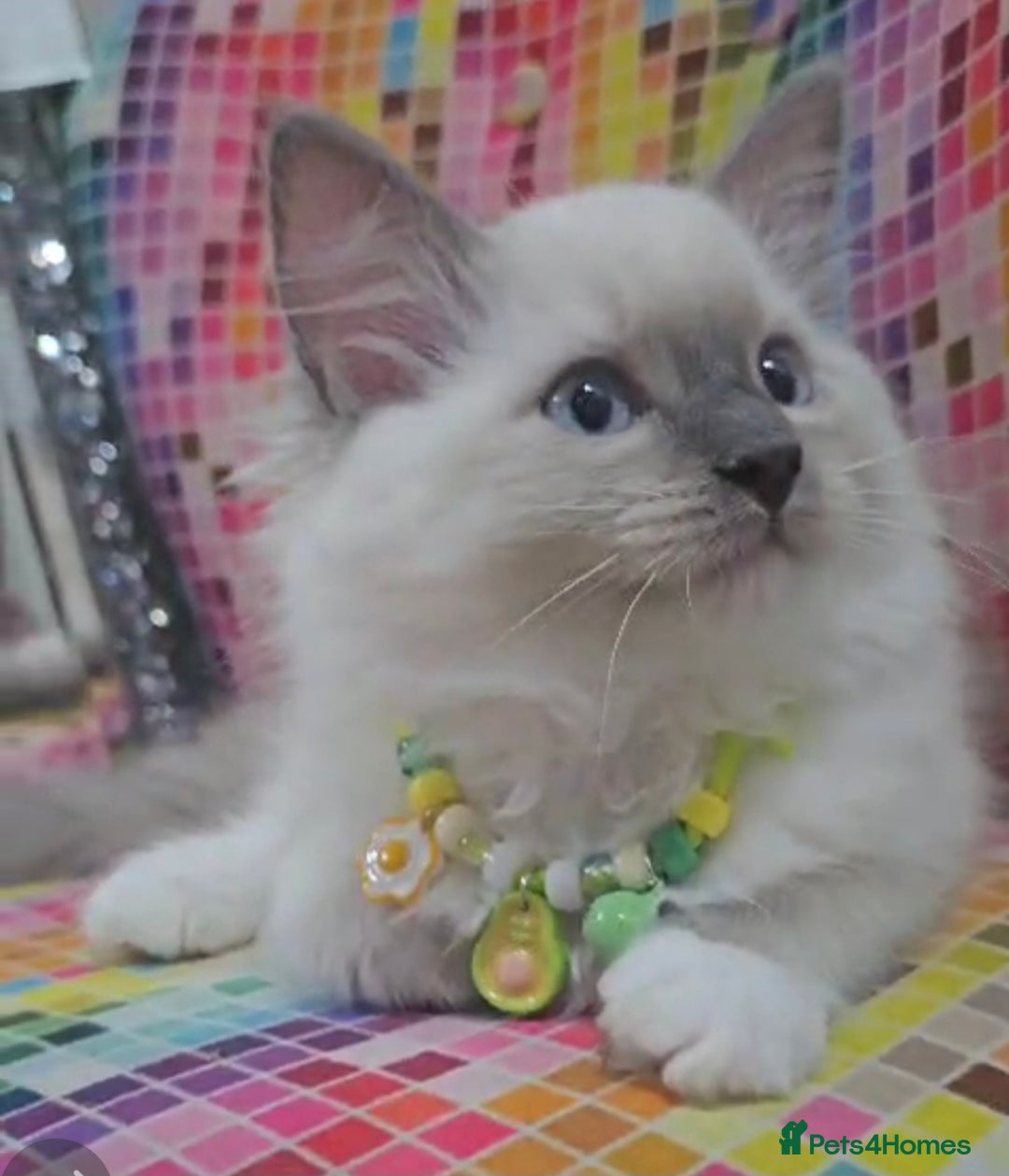 Ragdoll cats for sale: Ragdollkittens health tested gccf/tica parents  - Image 6