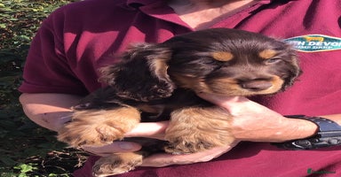 Cocker Spaniel dogs - Advert 13