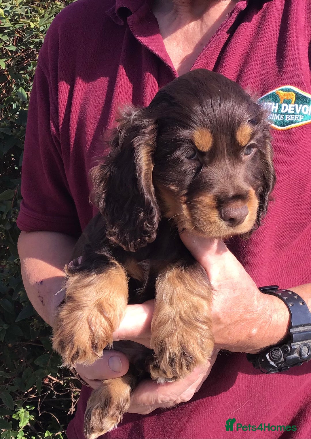 Cocker Spaniel dogs for sale: Whitchurch, Shropshire. Cocker Spaniel Puppies - Image 3
