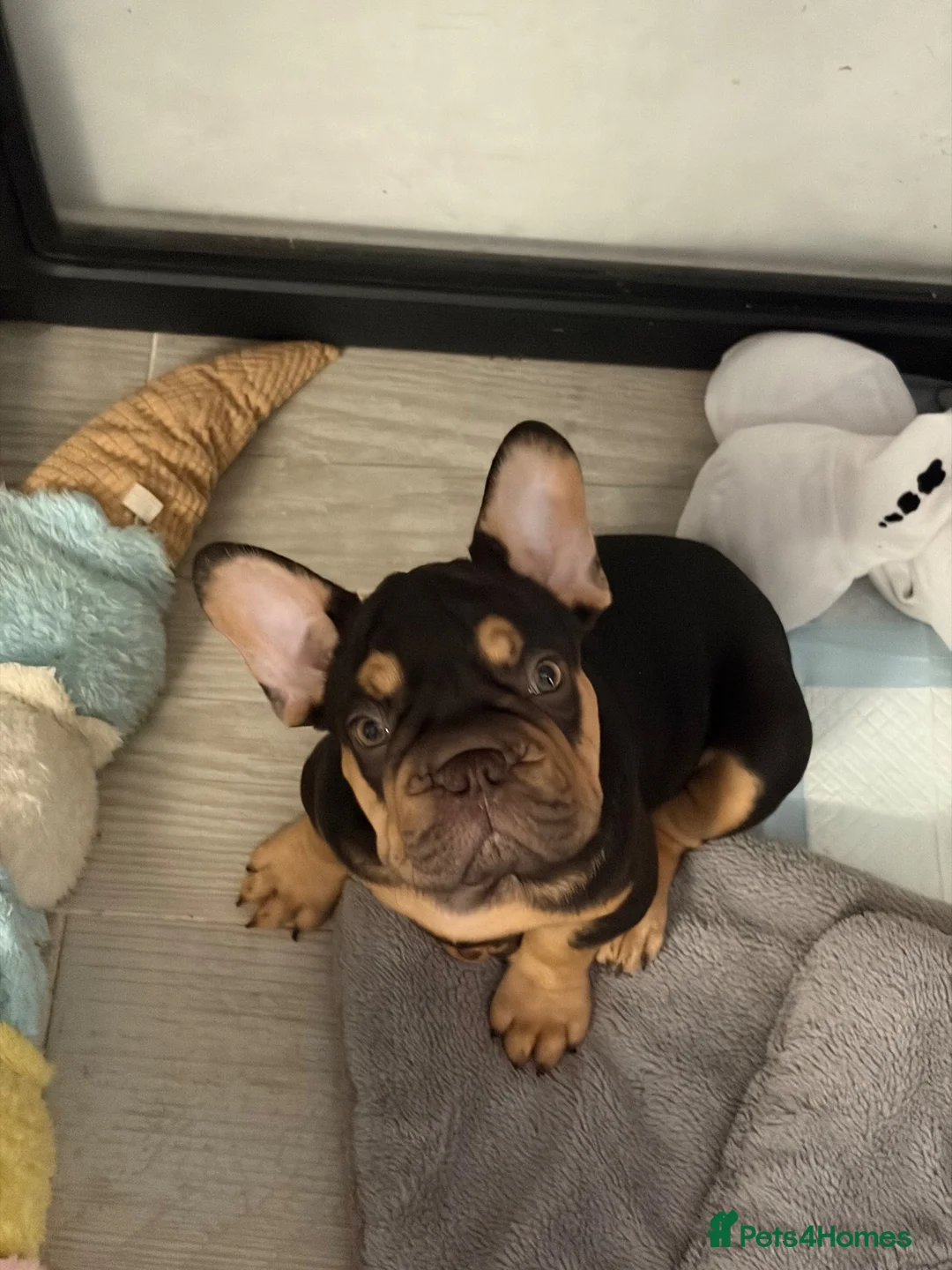 French Bulldog dogs for sale: French bulldog  - Advert 2
