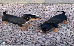 Jack Russell dogs for sale: Short legged smooth coated Jack Russell puppies  - Image 4